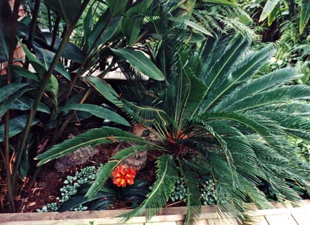 Sago Palm and Clivia in San Diego