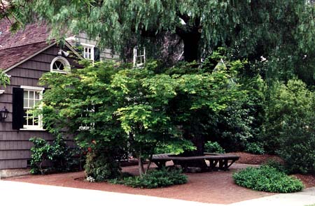 Japanese Maples and California Pepper