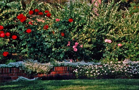 Masonry Contractor Wall with Roses