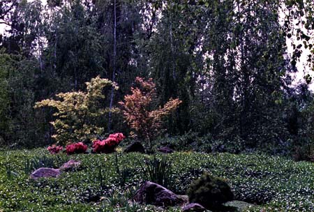Zen Garden with Japanese maples