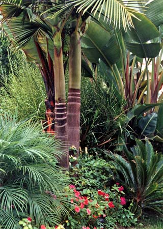 Cycads and Palm Garden