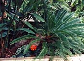 Sago Palm and Orange Lily in San Diego, California