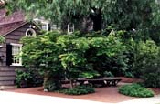 Japanese Maple With Bench Patio design