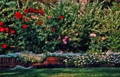 Rose Garden with Brick Wall
